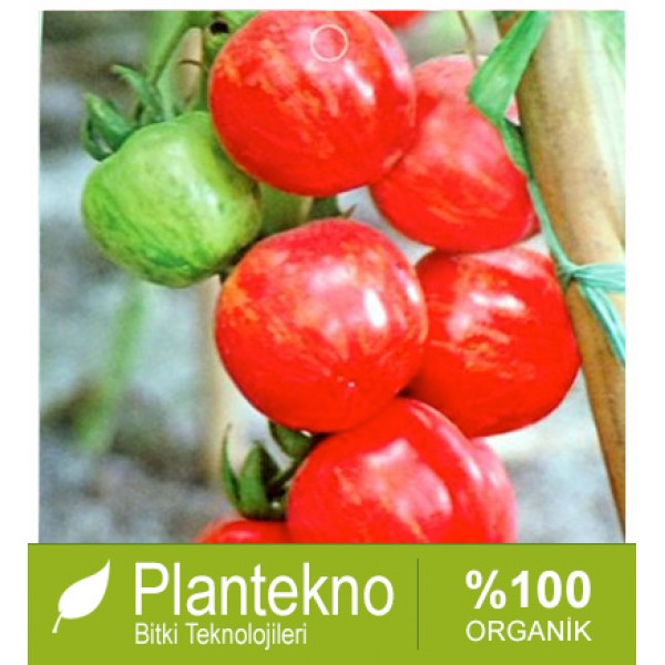 Flower Ball Tomato มะเขือเทศ Flower Ball 20 เมล็ด