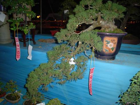 japan black pine(20) สนดำญี่ปุ่น 20 เมล็ด