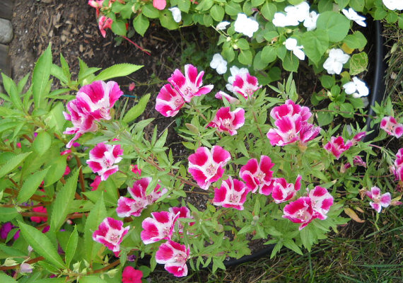 Redspot Clarkia Farewell to spring pink mixed Bulk Flower