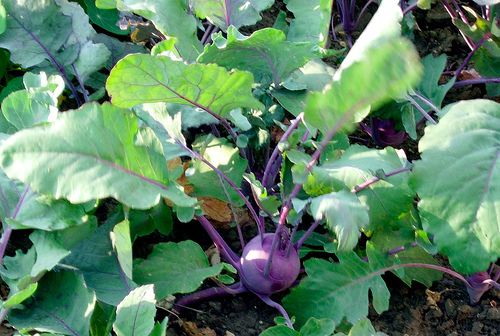 Kohlrabi กระหล่ำปม