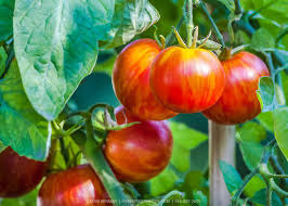 Tomato Seeds Tigrella Ukraine
