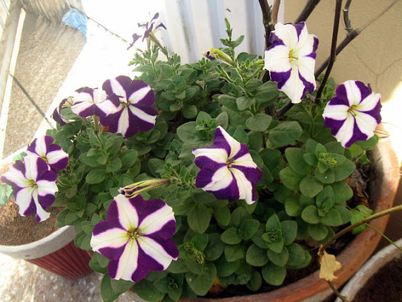 100 กรัม 250,000 เมล็ด Garden Petunia Grandiflora Hedgiflora Multiflora Stars