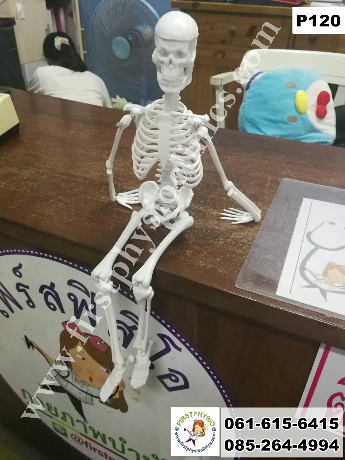โครงกระดูกจำลอง / หุ่นจำลองโครงกระดูก