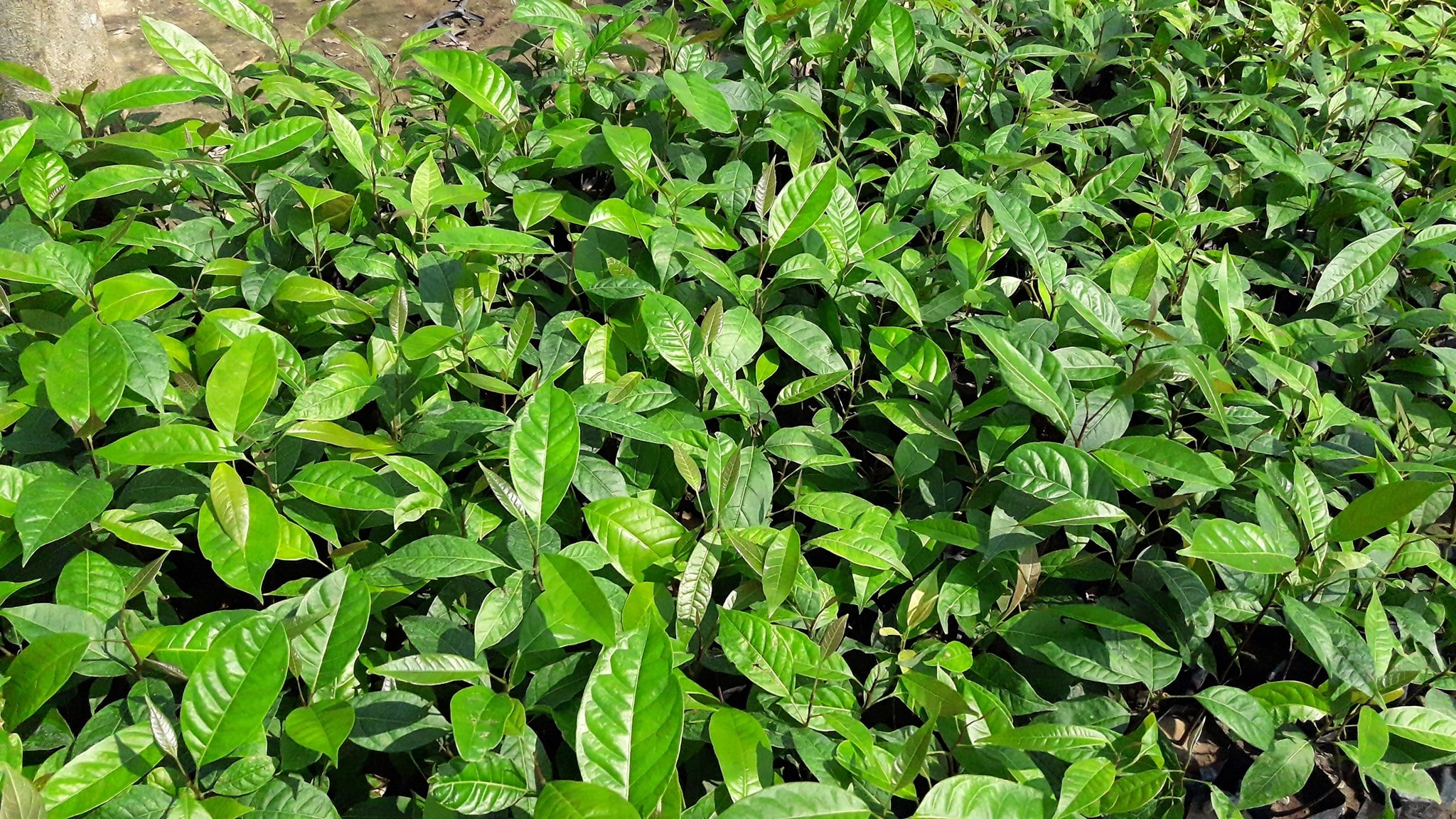 ต้นมะฮอกกกานี ชุดละ 100 ต้น รวมค่าส่งแล้ว