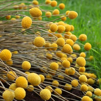 Craspedia Globosa Drumstick Perennial Billy Buttons Garden Yellow Flower