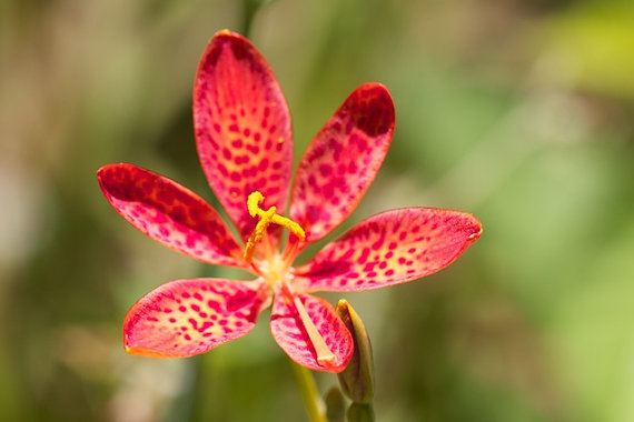 100 กรัม Belamcanda chinensis Lily Leopard Flower
