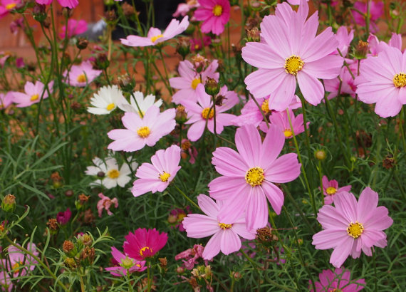 17000 เมล็ด 100 กรัม Garden Cosmos bipinnatus Cosmea Wild Mexican Aster Flower