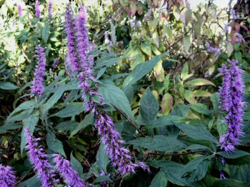 Herba Schizonepetae Jing Jie Herb Seeds Medical Uses Elsholtzia ciliata Chinese Mint