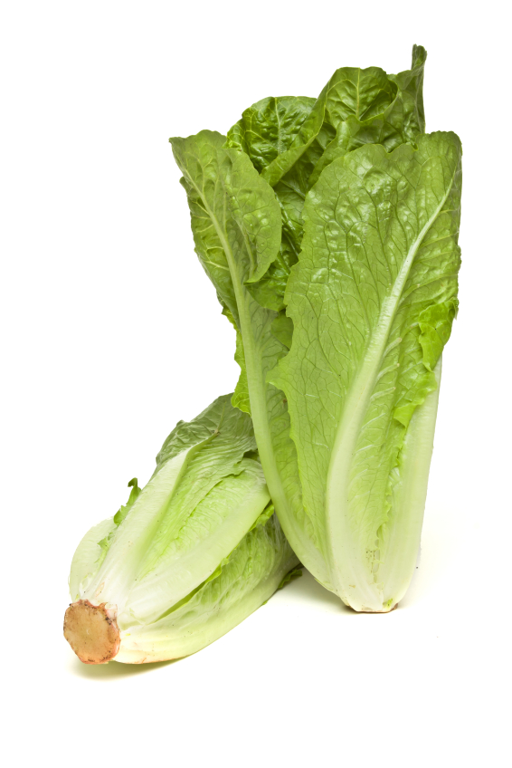 ผักสลัดคอส cos lettuce