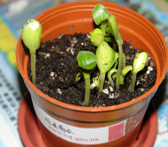 Cucurbita pepo Ornamental Gourd Ornamentalgourd Pumpkin Vegetable(10) เมล็ดผักทอง Cucurbita pepo 10 เมล็ด