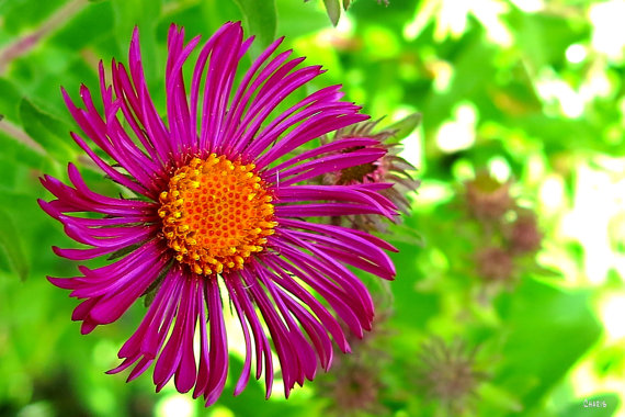 100000 Seeds 100 grams England Aster Wildflower