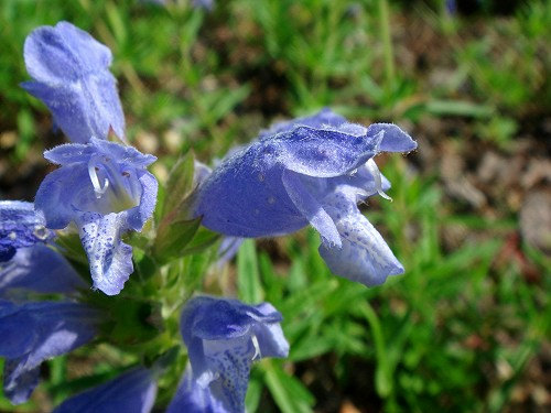 Dracocephalum moldavica Dragon's Head purple Blue