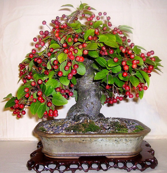 European Crab Apple Seeds(10) เมล็ดแอปเปิ้ลจิ๋ว Crab Apple 10 เมล็ด