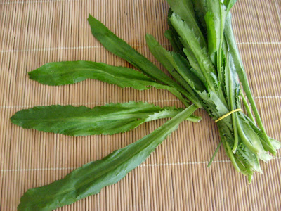 ผักชีฝรั่ง Culantro