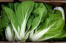 กวางตุ้งฮ่องเต้