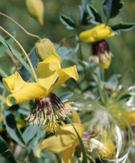 70000 เมล็ด 100 กรัม Clematis hybridas HELIOS Yellow Gold