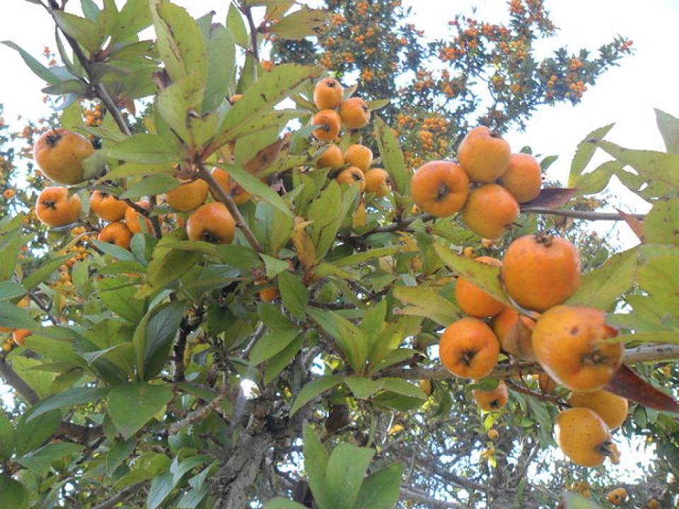 ต้นเจโทคอด ผลสีเหลือง