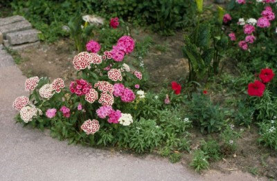 Dianthus Barbatus Carnation Sweet William