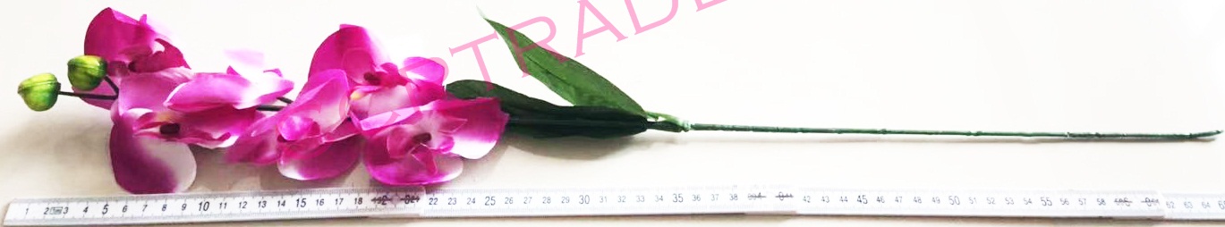 ดอกกล้วยไม้ 6 ดอกจัมโบ้ ก้านยาว 68 ซม.