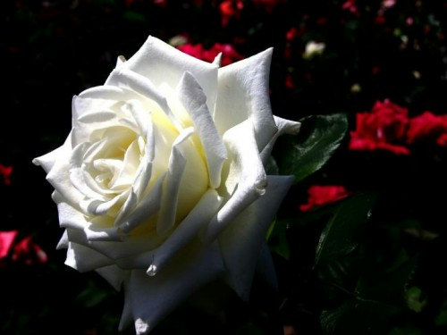 White Roses Cream Rose Breathes of Love Flower