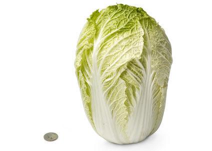 ผักกาดขาวใหญ่ Chinese Cabbage