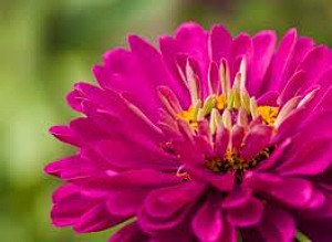10500 เมล็ด 100 กรัม Zinnia elegans Rocky Mountain Plains Wild Deep Red Flower