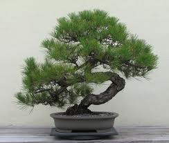 japan black pine(20) สนดำญี่ปุ่น 20 เมล็ด