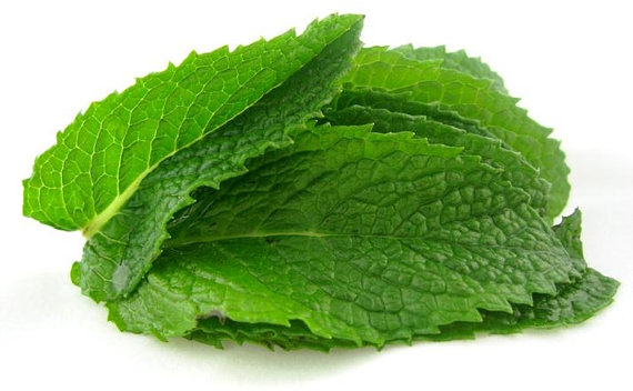 90000 เมล็ด 100 กรัม Spearmint Mentha Spicata Mint Pennyroyal Herb Flower