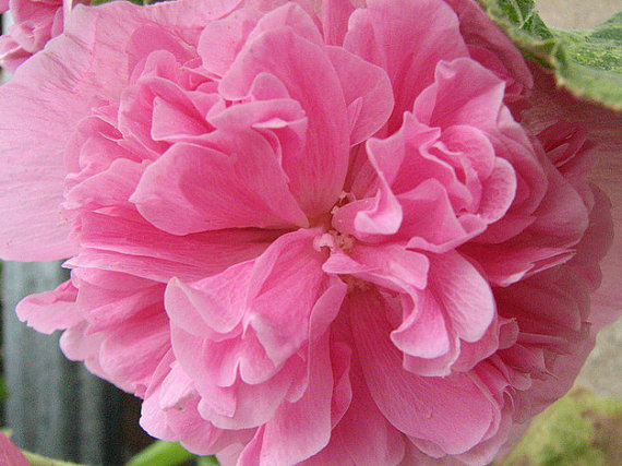 Althaea Marsh Mallow Hollyhock Mallards Flower