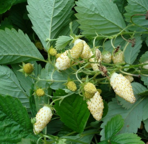 White Alpine Strawberry(20) เมล็ดสตอเบอร์รี่ 20 เมล็ด