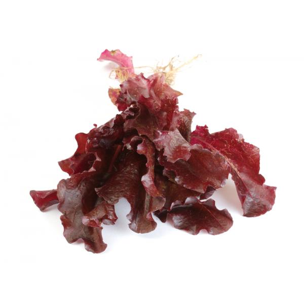 ผักสลัดเรดโอ๊ค Red Oak Lettuce