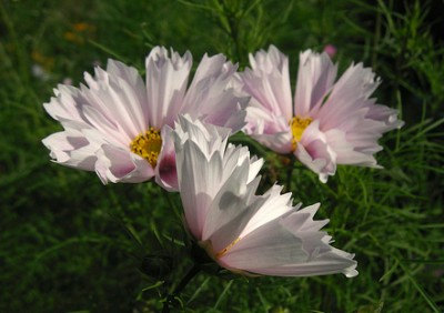 16500 เมล็ด 100 กรัม Cosmos bipinnatus Seashells Sea Shells Flower