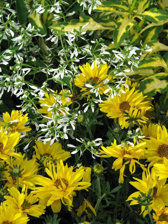 50000 เมล็ด 100 กรัม Bidens Golden Eye Goddess