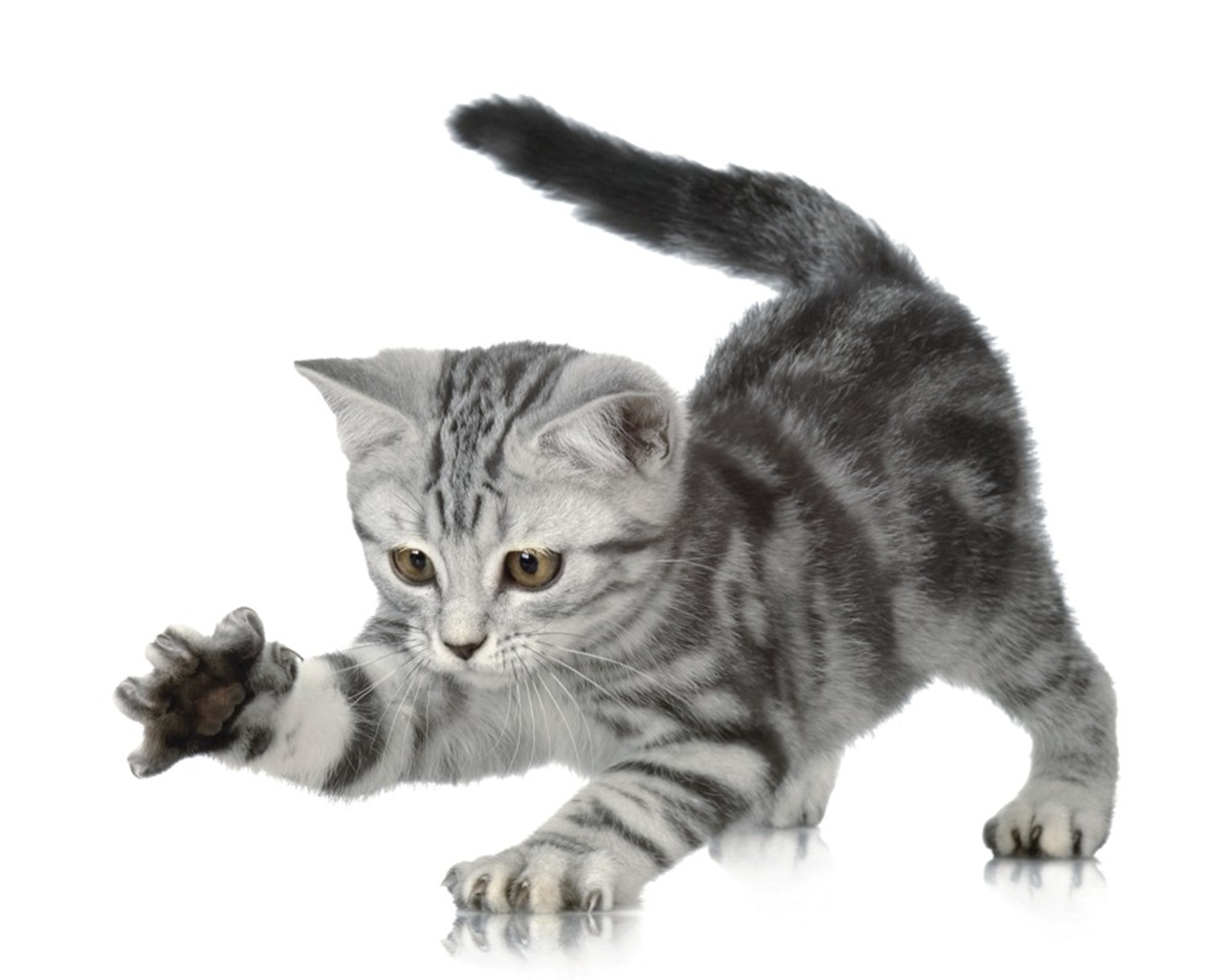 วอลเปเปอร์ การ์ตูนKID-B44