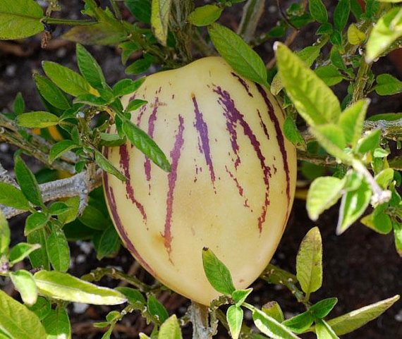 MURICATUM pepino melon