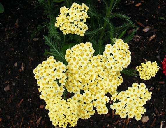 Achillea millefolium Yarrow Sneezewort Paprika mix Flower Bulk Seeds