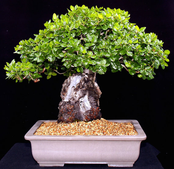 Oak Tree Seeds Bonsai Seeds Quercus Alba Acorns
