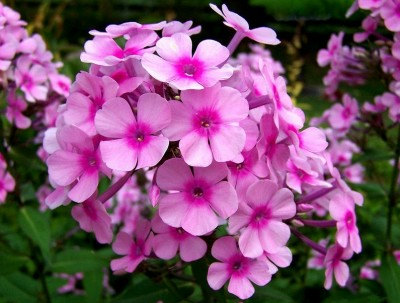 41500 เมล็ด 100 กรัม Phlox Drummondii California Mountain Linanthus Flower