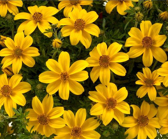 50000 เมล็ด 100 กรัม Bidens Golden Eye Goddess