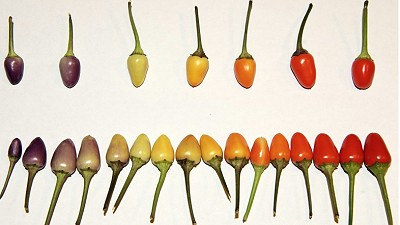 Bolivian Rainbow Chilli Chili Vegetable Seeds(20) เมล็ดพริก Bolivian Rainbow Chilli 20 เมล็ด
