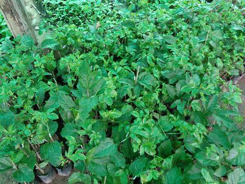 ต้นเสาวรสเสียบยอด พันธุ์ไทหนุง