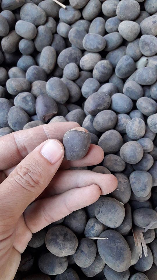 มะค่าโมง กิโลกรัมละ 100 บาท