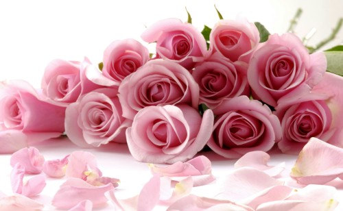 Pink Roses Rose Gentleness Admiration Flower