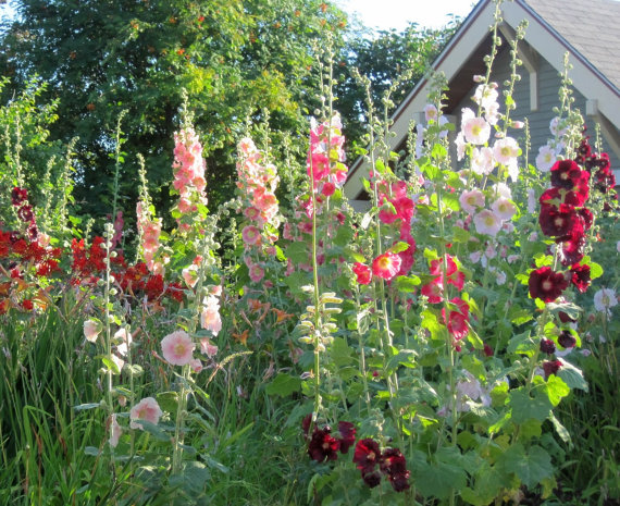 Althaea Marsh Mallow Hollyhock Mallards Flower