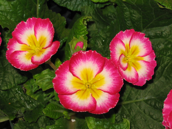 Primula acaulis Hybrid Primrose Polyantha Gigantea Flower
