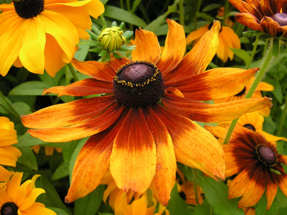166000 เมล็ด 100 กรัม Rudbeckia Yellow Golden flower Black Eyed Susan
