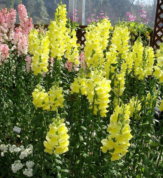 Antirrhinum majus Snapdragon Creamy Yellow