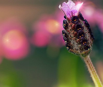 France Lavandula Stoechas Purple