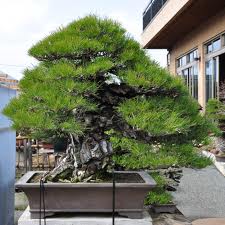 japan black pine(20) สนดำญี่ปุ่น 20 เมล็ด