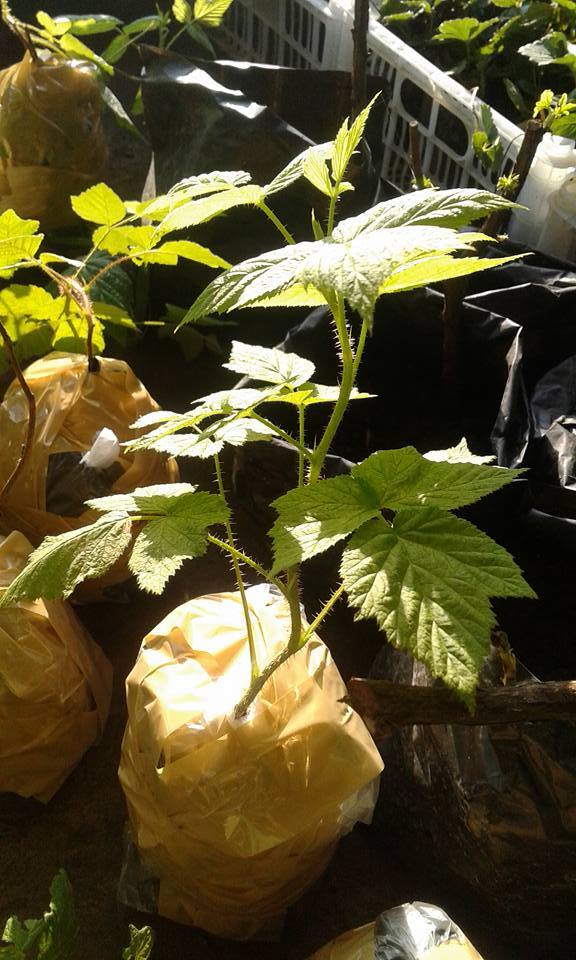 ต้นเรดราสเบอร์รี่ Redraspberry พันธุ์ Amity